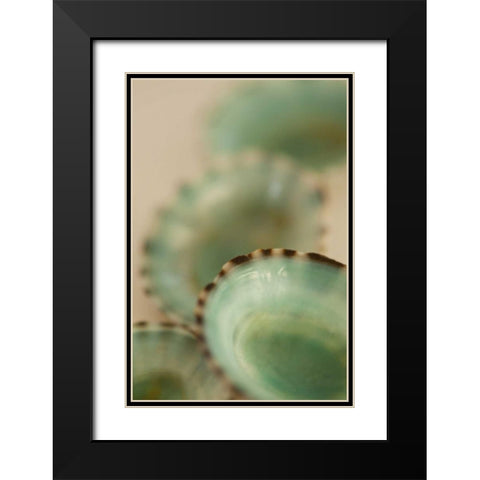 Sea Shells IV Black Modern Wood Framed Art Print with Double Matting by Millet, Karyn