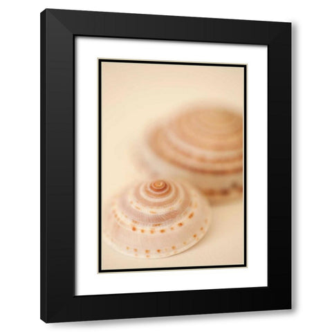 Sea Shells V Black Modern Wood Framed Art Print with Double Matting by Millet, Karyn