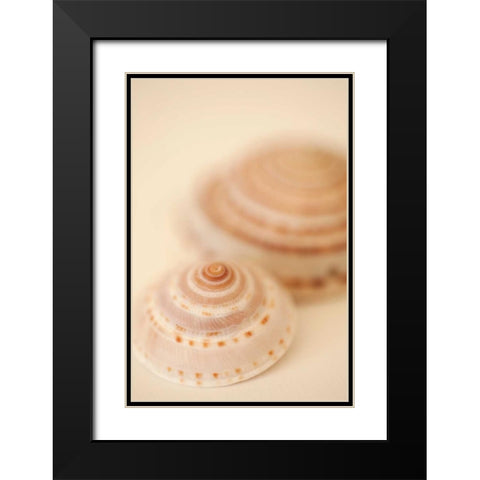 Sea Shells V Black Modern Wood Framed Art Print with Double Matting by Millet, Karyn