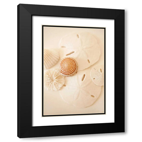 Shells and Dollars Black Modern Wood Framed Art Print with Double Matting by Millet, Karyn