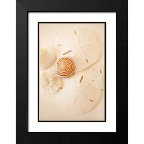 Shells and Dollars Black Modern Wood Framed Art Print with Double Matting by Millet, Karyn