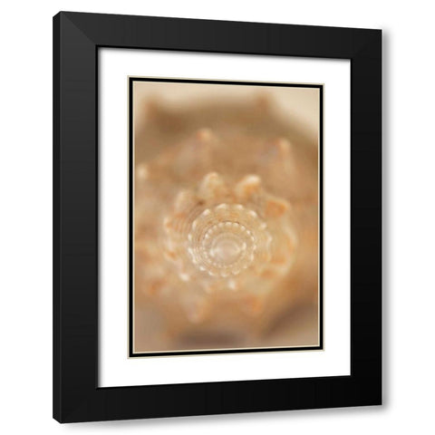Sea Shell V Black Modern Wood Framed Art Print with Double Matting by Millet, Karyn