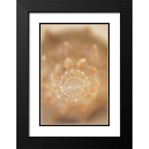 Sea Shell V Black Modern Wood Framed Art Print with Double Matting by Millet, Karyn