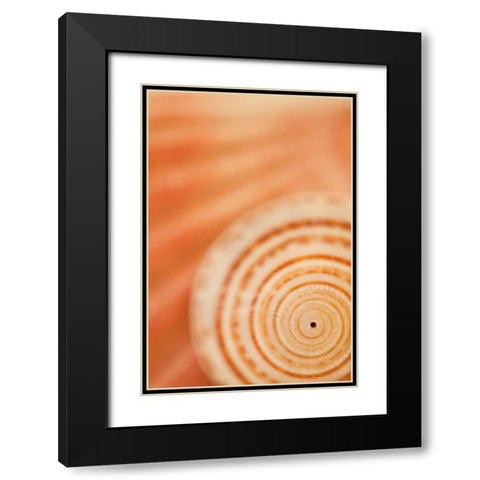 Sea Shell VI Black Modern Wood Framed Art Print with Double Matting by Millet, Karyn