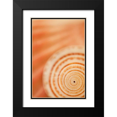 Sea Shell VI Black Modern Wood Framed Art Print with Double Matting by Millet, Karyn