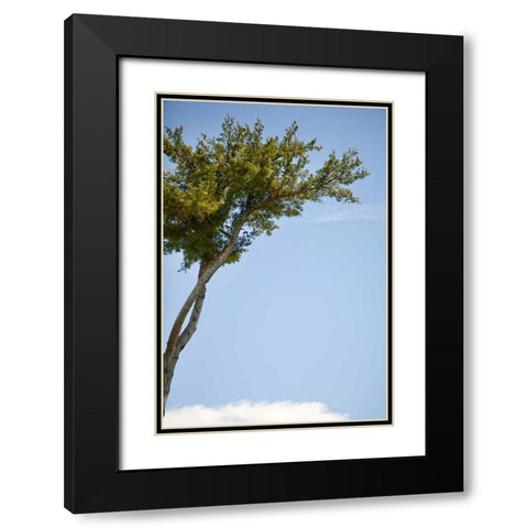 Tall Tree Black Modern Wood Framed Art Print with Double Matting by Millet, Karyn
