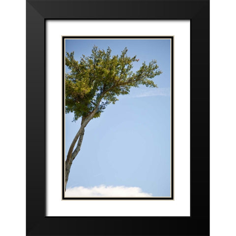 Tall Tree Black Modern Wood Framed Art Print with Double Matting by Millet, Karyn