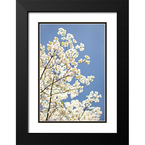 Blossoms III Black Modern Wood Framed Art Print with Double Matting by Millet, Karyn