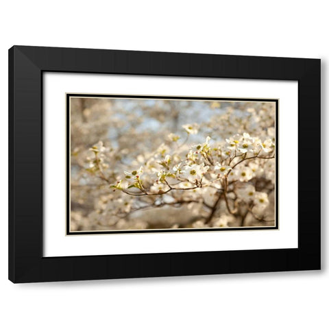 Cherry Blossoms II Black Modern Wood Framed Art Print with Double Matting by Millet, Karyn