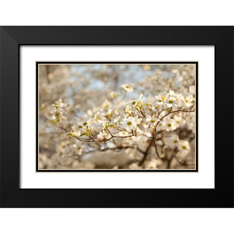 Cherry Blossoms II Black Modern Wood Framed Art Print with Double Matting by Millet, Karyn