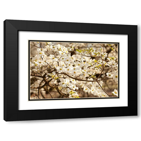 Cherry Blossoms III Black Modern Wood Framed Art Print with Double Matting by Millet, Karyn
