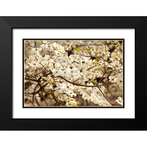 Cherry Blossoms III Black Modern Wood Framed Art Print with Double Matting by Millet, Karyn