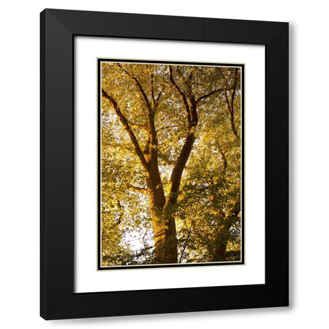 Up in the Trees I Black Modern Wood Framed Art Print with Double Matting by Millet, Karyn