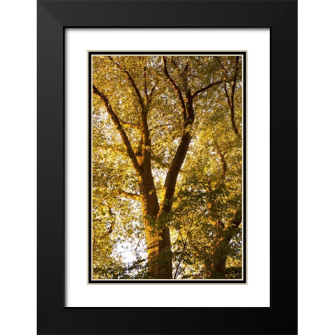 Up in the Trees I Black Modern Wood Framed Art Print with Double Matting by Millet, Karyn