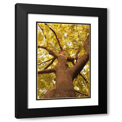 Up in the Trees II Black Modern Wood Framed Art Print with Double Matting by Millet, Karyn