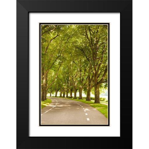 Road Through the Grove Black Modern Wood Framed Art Print with Double Matting by Millet, Karyn