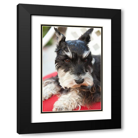 Terrier Black Modern Wood Framed Art Print with Double Matting by Millet, Karyn