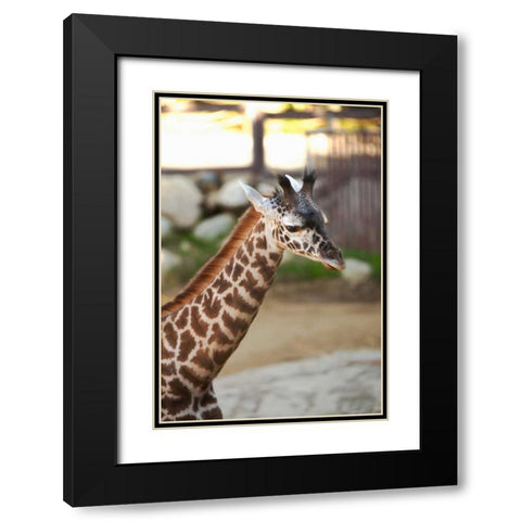 Giraffe I Black Modern Wood Framed Art Print with Double Matting by Millet, Karyn