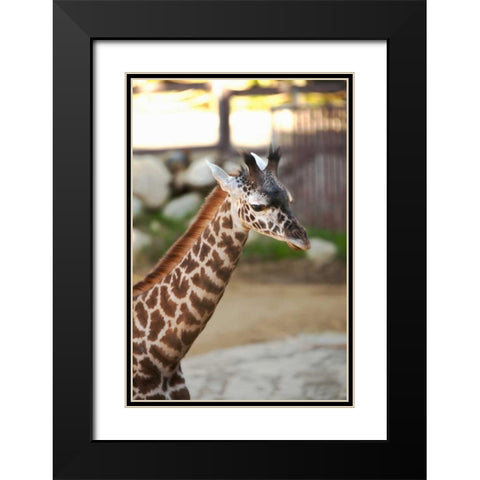 Giraffe I Black Modern Wood Framed Art Print with Double Matting by Millet, Karyn