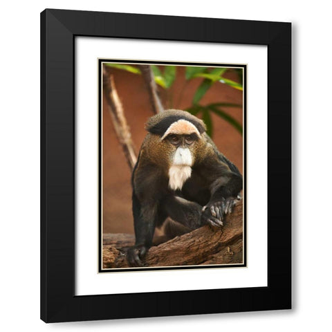 Primate I Black Modern Wood Framed Art Print with Double Matting by Millet, Karyn
