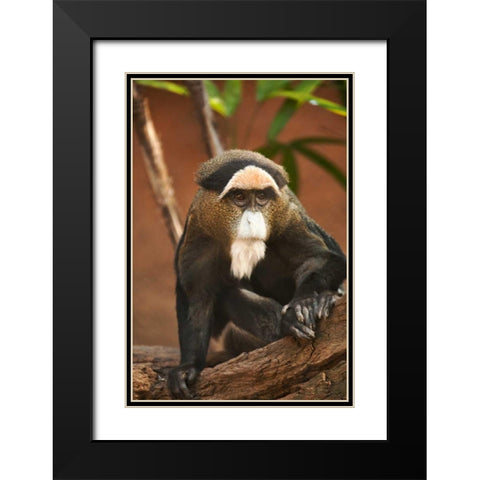 Primate I Black Modern Wood Framed Art Print with Double Matting by Millet, Karyn