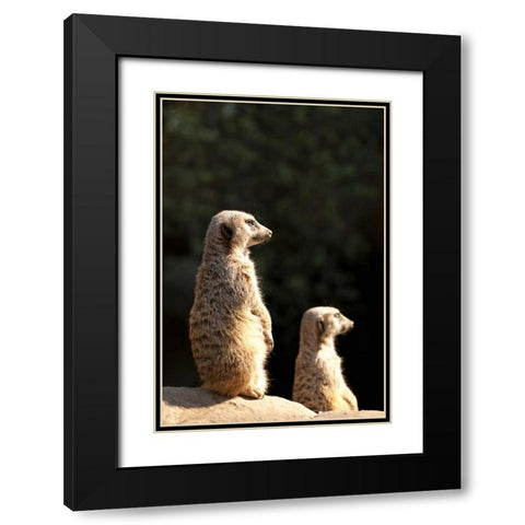 Meerkats Black Modern Wood Framed Art Print with Double Matting by Millet, Karyn