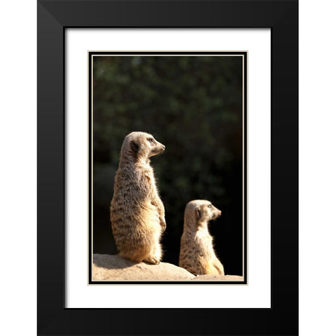 Meerkats Black Modern Wood Framed Art Print with Double Matting by Millet, Karyn