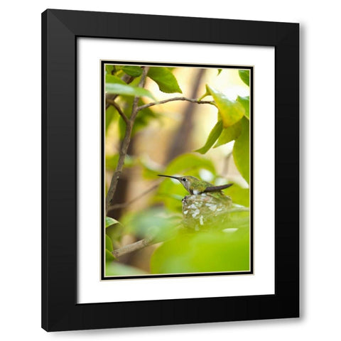 Hummingbird Black Modern Wood Framed Art Print with Double Matting by Millet, Karyn