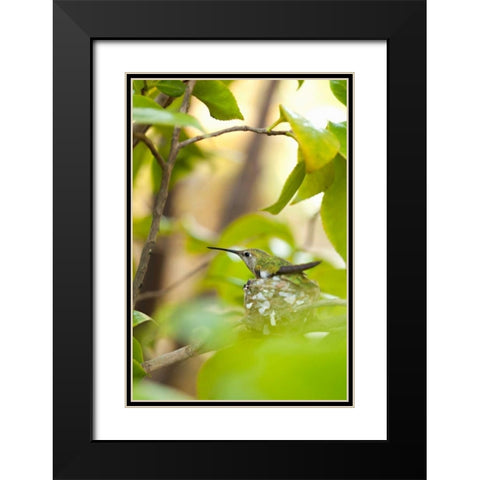Hummingbird Black Modern Wood Framed Art Print with Double Matting by Millet, Karyn