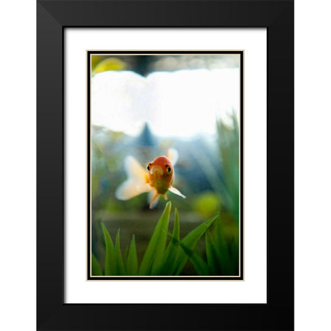 Goldfish I Black Modern Wood Framed Art Print with Double Matting by Millet, Karyn