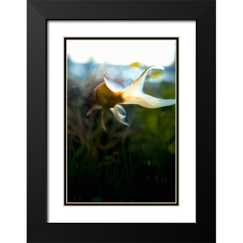 Goldfish II Black Modern Wood Framed Art Print with Double Matting by Millet, Karyn