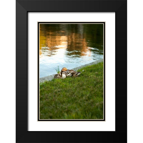 Ducks on the Pond Black Modern Wood Framed Art Print with Double Matting by Millet, Karyn