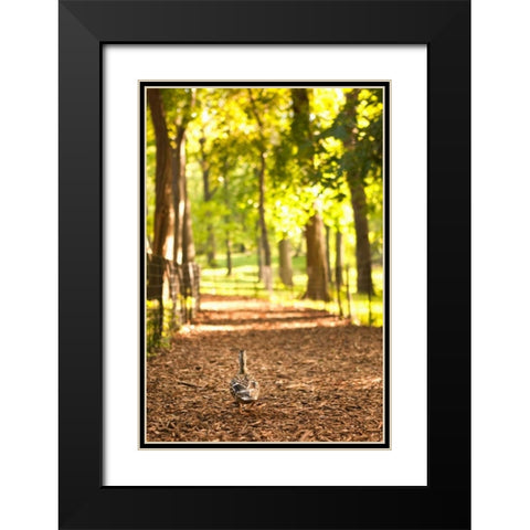 Duck Walk Black Modern Wood Framed Art Print with Double Matting by Millet, Karyn