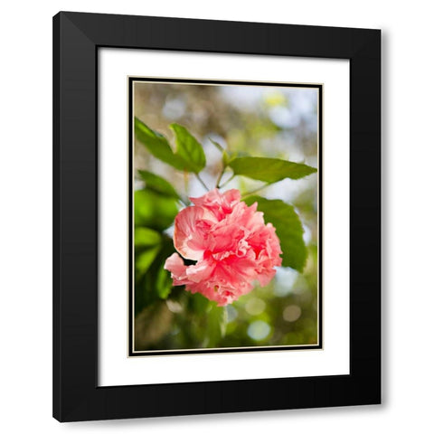 Spring Bloom II Black Modern Wood Framed Art Print with Double Matting by Millet, Karyn