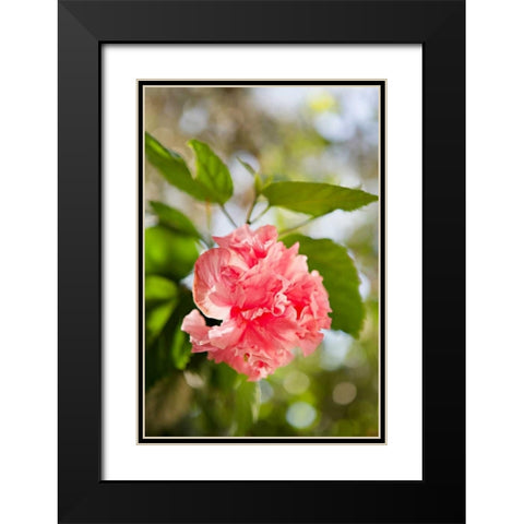 Spring Bloom II Black Modern Wood Framed Art Print with Double Matting by Millet, Karyn