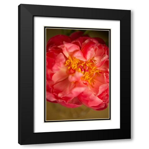 Coral Peony Black Modern Wood Framed Art Print with Double Matting by Millet, Karyn