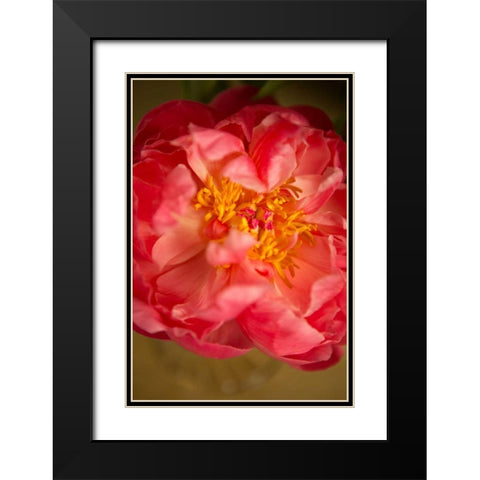 Coral Peony Black Modern Wood Framed Art Print with Double Matting by Millet, Karyn