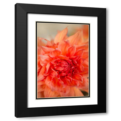 Coral Dahlia Black Modern Wood Framed Art Print with Double Matting by Millet, Karyn