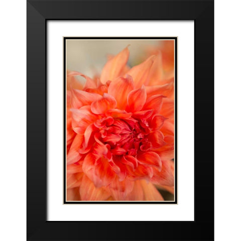 Coral Dahlia Black Modern Wood Framed Art Print with Double Matting by Millet, Karyn