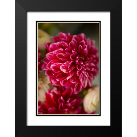 Pink and White Dahlias II Black Modern Wood Framed Art Print with Double Matting by Millet, Karyn