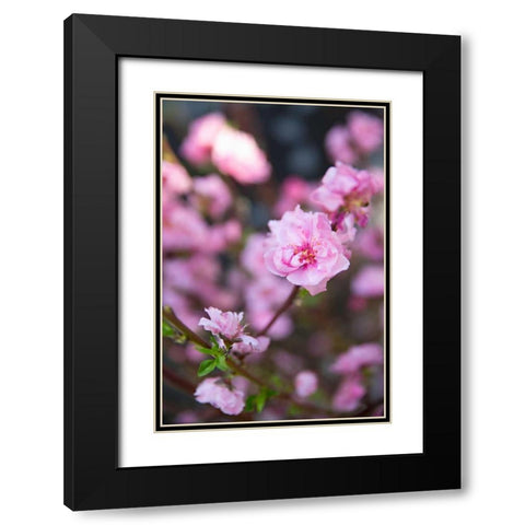 Pink Blossoms I Black Modern Wood Framed Art Print with Double Matting by Millet, Karyn