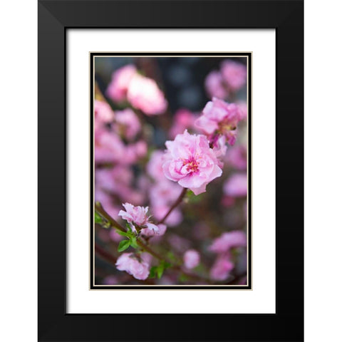 Pink Blossoms I Black Modern Wood Framed Art Print with Double Matting by Millet, Karyn