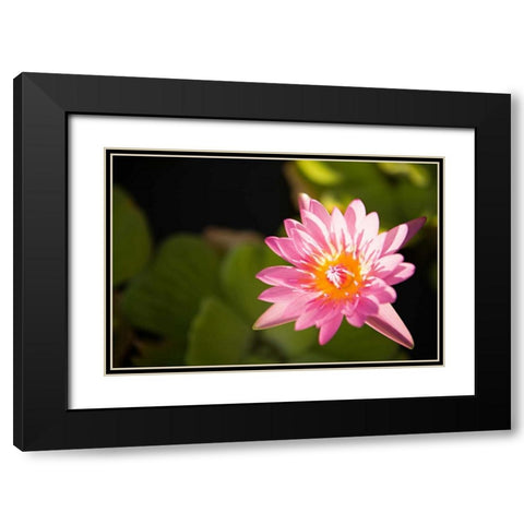 Pink Pond Lily Black Modern Wood Framed Art Print with Double Matting by Millet, Karyn