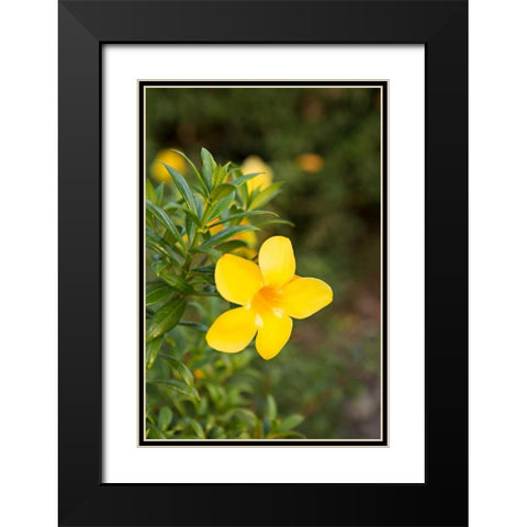 Yellow Blossom Black Modern Wood Framed Art Print with Double Matting by Millet, Karyn