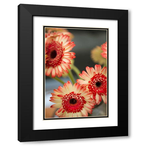 Red and White Daisies I Black Modern Wood Framed Art Print with Double Matting by Millet, Karyn