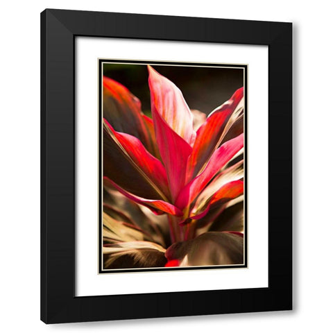 Red Ti Leaves Black Modern Wood Framed Art Print with Double Matting by Millet, Karyn