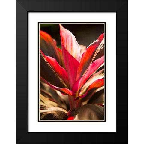 Red Ti Leaves Black Modern Wood Framed Art Print with Double Matting by Millet, Karyn