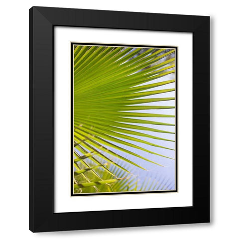 Palm Branch Black Modern Wood Framed Art Print with Double Matting by Millet, Karyn