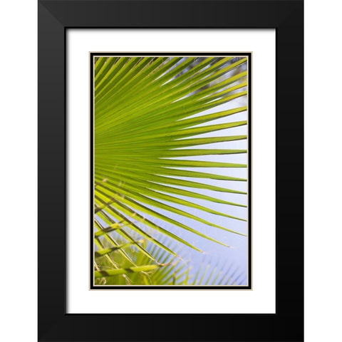 Palm Branch Black Modern Wood Framed Art Print with Double Matting by Millet, Karyn