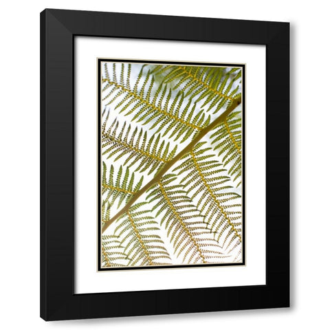 Fern Black Modern Wood Framed Art Print with Double Matting by Millet, Karyn
